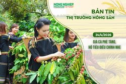 Thị trường nông sản 24/4/2026: Giá cà phê tăng, hồ tiêu điều chỉnh nhẹ