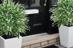 Vì sao nhà giàu thường đặt 2 chậu cây trước cửa?