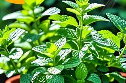 3 loại cây trong bếp làm cho không gian ấm cúng, tài lộc như tự tìm đến