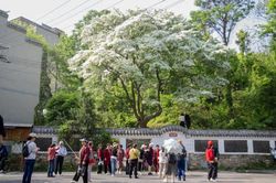Cây cổ thụ 200 năm 'nở hoa 10 ngày rồi tàn' hút nghìn người tới chiêm ngưỡng