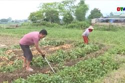 Nông dân Thanh An mở rộng diện tích khoai lang: Tín hiệu vui hay nỗi lo?