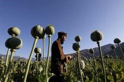 Afganistan trên hành trình loại bỏ cây thuốc phiện