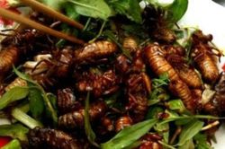 Nam sinh 17 tuổi cấp cứu lúc nửa đêm sau khi ăn 2 con ve sầu