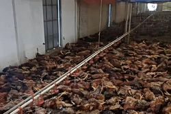 5.000 con gà chết ngạt do sự cố chập điện tại trang trại