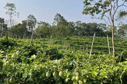C&ocirc;ng nghệ sinh học 'hồi sinh' đất, n&acirc;ng gi&aacute; trị n&ocirc;ng sản cho n&ocirc;ng d&acirc;n