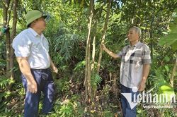 Cách thoát nghèo mới vùng cao Quảng Ninh: Cán bộ cùng dân làm kinh tế