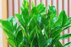 Người mệnh Kim đặt 4 cây này trong nhà: Vừa đẹp sang, vừa kích hoạt tài lộc