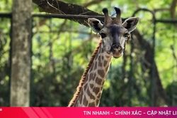 Làm 'đám cưới' cho hươu cao cổ