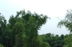 Mực nước các sông hạ thấp, trạm bơm khó vận hành