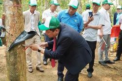 Bức tranh ngành cao su quý I/2026: Giá phục hồi nhưng lợi nhuận chưa theo kịp