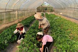 Tiếp cận thông tin – 'chìa khóa' giúp phụ nữ Khổng Lào phát triển kinh tế