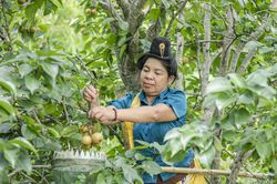 Mở hướng sinh kế trên vùng đất khó