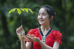 Vì sao sâm Lai Châu được coi là dược liệu quý?
