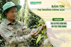Thị trường nông sản 1/5/2026: Giá cà phê giảm nhẹ, hồ tiêu tăng mạnh