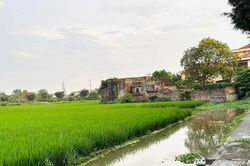 Đất lúa đã quy hoạch lại: Có được chuyển sang trồng cây lâu năm không?