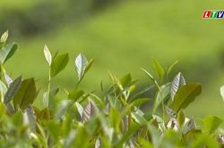 LAI CHÂU KIỂM SOÁT CHẶT TỒN DƯ THUỐC BẢO VỆ THỰC VẬT TRÊN NÔNG SẢN XUẤT KHẨU