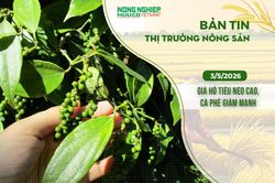 Thị trường nông sản 3/5/2026: Giá hồ tiêu neo cao, cà phê giảm mạnh