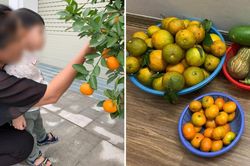 Nàng dâu 3 năm không về quê nghỉ lễ, hổ thẹn trước hành động của bố mẹ chồng U80