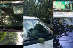 Quả xoài rơi trúng kính lái ô tô, chủ xe Mitsubishi Xpander mất oan 10 triệu