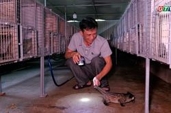 Triển vọng mô hình chồn hương bạc tỷ ở An Lão