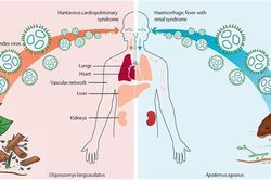 Ba người tử vong trên tàu du lịch Đại Tây Dương nghi nhiễm virus hiếm gặp