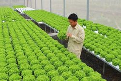 Hà Nội khuyến khích tập trung đất đai phát triển sản xuất quy mô lớn