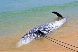 Xác cá 'khủng' nghi là cá voi mõm khoằm Cuvier dạt vào bờ biển Gia Lai