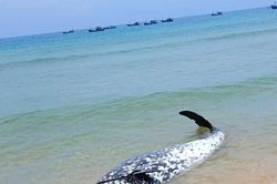 Cá voi mắc cạn rồi chết ở vùng biển Gia Lai là cá voi mõm khoằm Cuvier