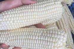 5 nhóm người nên ăn bắp ngô thường xuyên