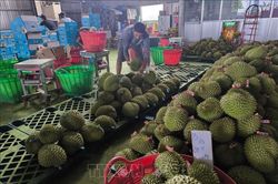 Giá sầu riêng giảm sâu, nông dân đối mặt thua lỗ