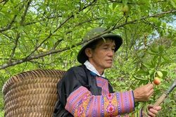 Người Mông làm kinh tế giỏi