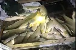 Cá nuôi lồng bè trên sông Lam chết trắng 2 ngày liên tiếp, thiệt hại gần chục tấn