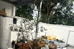 Xử lý 8 vụ, 8 đối tượng về hành vi khai thác, tàng trữ trái phép cây muội hồng