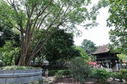 Những bóng bồ đề Ấn Độ gần 70 năm tuổi giữa lòng Hà Nội