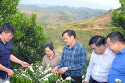 Phó Chủ tịch tỉnh Điện Biên: Giá cà phê giờ minh bạch, không ép được nữa