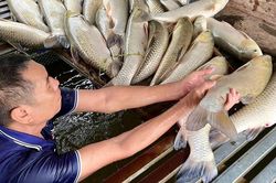 Sau trận mưa dông, gần 9 tấn cá nổi trắng sông Lam, hé lộ nguyên nhân ban đầu