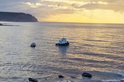 Australia: Dư luận lo ngại nguy cơ thu hút cá mập từ việc xử lý xác cá nhà táng khổng lồ