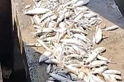 Hàng tấn cá chết trắng lồng trên sông Lam, người nuôi điêu đứng