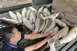 Nghệ An: Xác định nguyên nhân ban đầu vụ cá chết hàng loạt trên sông Lam