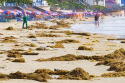 Rong biển phủ kín Bãi Sau Vũng Tàu