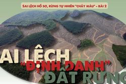 Sai lệch 'định danh' đất rừng: Rừng tự nhiên 'biến thành' rừng sản xuất