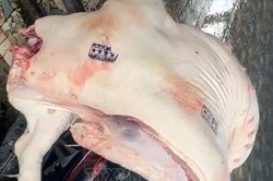 Quyết liệt vào cuộc xử lý sau phản ánh 'lợn ốm, lợn chết vào bàn ăn'