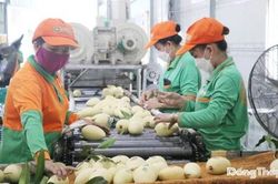 Truy xuất nguồn gốc - 'chìa khóa' cho nông sản Đồng Tháp vươn xa