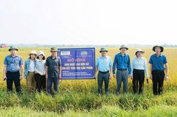Hơn 9.000ha lúa vụ đông-xuân được liên kết bao tiêu sản phẩm