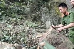 Công an các địa phương liên tiếp giải cứu, tái thả hàng trăm cá thể động vật hoang dã