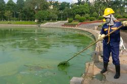 Hồ điều hòa Công viên Hòa Bình đang bị ô nhiễm