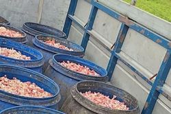 Hưng Yên: Phát hiện và thu giữ hơn 1,6 tấn xương chân gà bốc mùi hôi thối