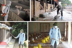 Người tiên phong chăn nuôi lợn sạch theo hướng an toàn sinh học