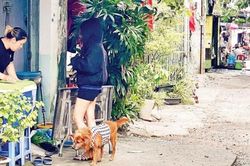 Chủ động phòng bệnh dại tại cộng đồng