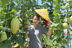 Vườn dưa lúc lỉu trên sân thượng ở TPHCM, chủ nhà 5 năm làm việc 'ngược đời'